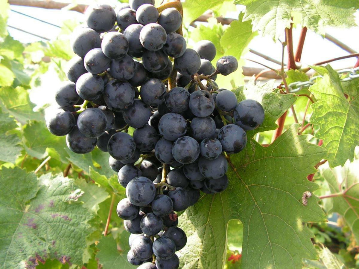 Zabor Winnica Na Lesnej Polanie מראה חיצוני תמונה